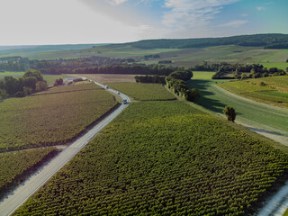 Aerial view on green premier and grand cru vineyards, rows of pinot noir and meunier grapes in Lal...