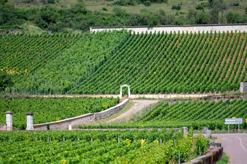 Walled clos vineyards around Puligny-Montrachet village, Burgundy, France. High quality white dry...