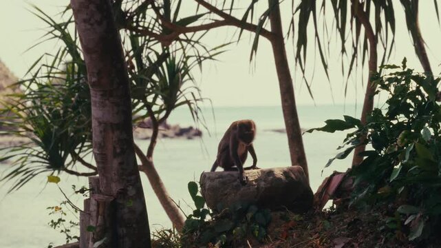 Monkey in a jungle with ocean in the background.