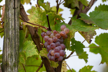 Harvest time on terraced vineyards in Moselle river valley, Germany and Luxembourg, Kerner, mix Riesling and Trollinger grapes on vine