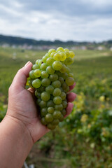 Hand with bunch cutted ripe white chardonnay wine grape, harvest time on Cote des Blancs on green grand cru vineyards near Cramant and Avize, region Champagne, France.