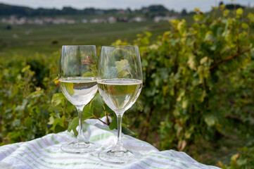 Tasting of grand cru sparkling brut white wine champagne on sunny vineyards of Cote des Blancs near village Cramant and Avize, Champagne, France