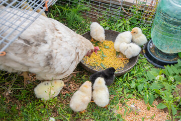 White hen feeding chicks with millet from a metal bowl inside a small coop on grass, with a water dispenser nearby, creating a nurturing environment for the young birds