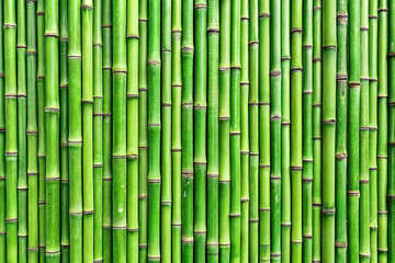 Fototapeta premium Lush green bamboo fence outdoors, background blurred, nature texture