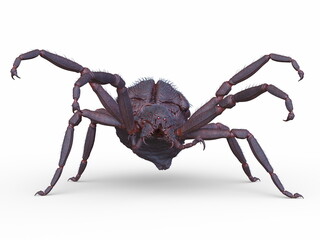 蜘蛛　3DCGレンダリング