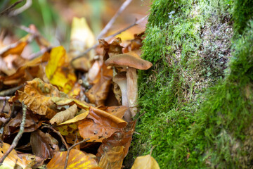 Divercity of wild mushrooms of Mullerthal, Luxembourg's Little Switzerland, hiking routes, rock formations, moss-covered forests, tourist destination in Europe
