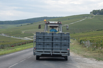 Grape harvesting work, delivery of full boxes of grapes for pressing and juice extraction, Gran Cru villages. Autumn in Champagne wine making industry region, France.