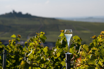 Champagne sparkling wine on grand cru Champagne vineyards near Moulin de Verzenay, Montagne de Reims near Verzy and Verzenay, Champagne, France
