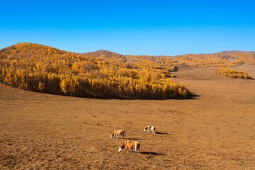 Cows grazing in a golden autumn landscape under a clear sky in Mongolia during midday