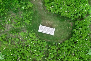 Bench surrounded by lush green plants and blooming flowers in a serene garden landscape