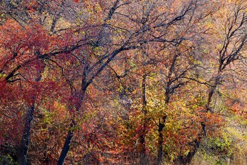 USA, Utah, Logan. Logan Pass Highway 89 and fall colored canyon maple trees