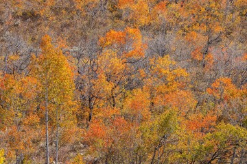 USA, Utah, Woodruff. Highway 39 towards Ogden, canyon maple in Fall Color