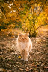Orange fluffy cat exploring a golden autumn landscape in a tranquil setting