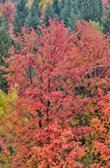 USA, Utah, Garden City. Bear lake area in autumn colors of red, golden on canyon maple and Aspen