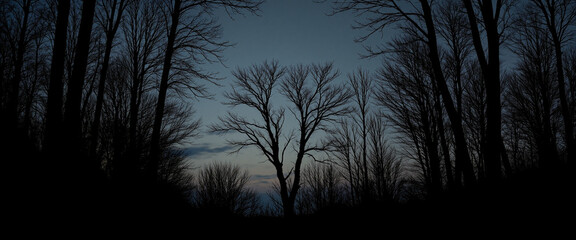 Fototapeta premium Bare tree silhouettes against a twilight sky creating a serene and haunting atmosphere while surrounding an open space filled with subtle shadows