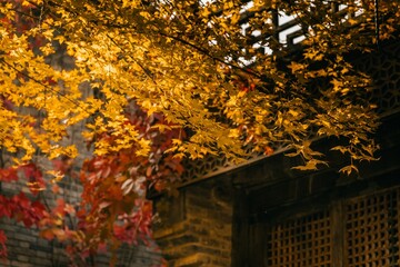 Golden autumn leaves contrast with the brickwork of a traditional building in a serene garden setting