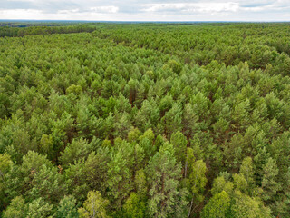 An aerial view of a vast pine forest from a drone