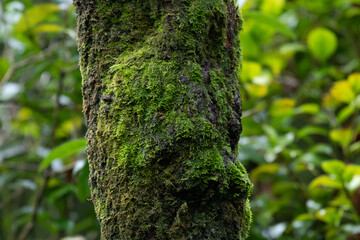 Rainforest Concept, Green Moss on the Tree