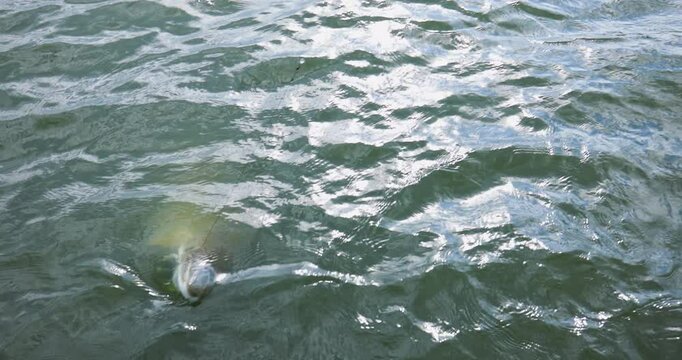 Cutting an Alligtor Gar Fish Free 