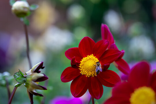 Bee on a red dahlia flower in summer, close up
