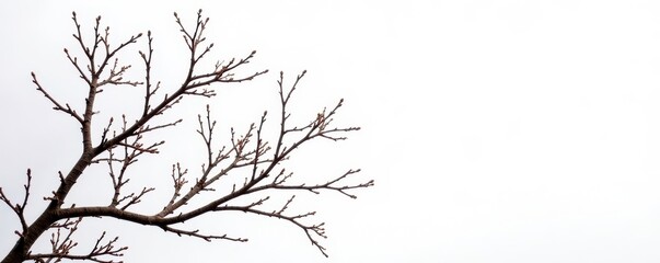 Obraz premium Dark brown, intricate dry branches, stark white backdrop , tree, material