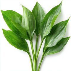 Fototapeta premium Lush green leaves arranged beautifully on a white isolated background.