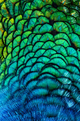 USA, Utah. Peacock feathers detail.