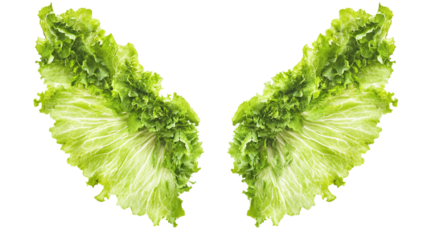 Fresh Green Lettuce Leaves Forming Wing-Shaped Pattern with Crisp Texture and Bright White Background