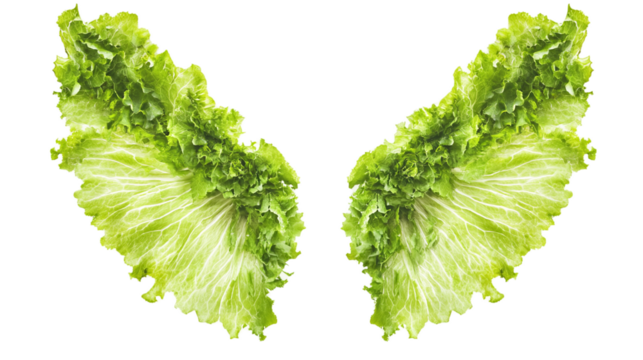 Fresh Green Lettuce Leaves Forming Wing-Shaped Pattern with Crisp Texture and Bright White Background