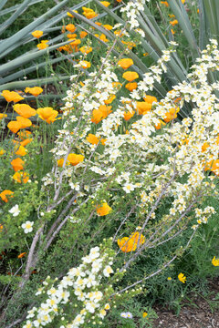 USA, Utah. California poppy and cliffrose.