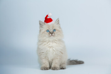 Fluffy Kitten Wearing Santa Hat on White Background  
