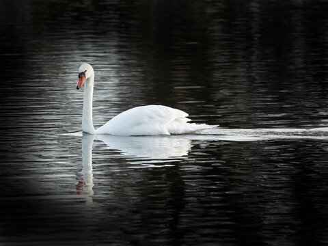 swan on the lake