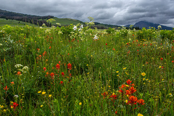 Assorted wildflowers in Fish Lake National Forest.