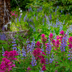 Assorted wildflowers in Manti-LaSalle National Forest.