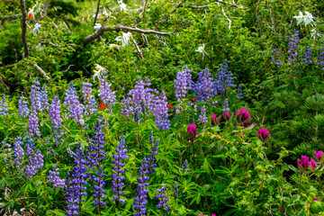 Obraz premium Assorted wildflowers in Manti-LaSalle National Forest.
