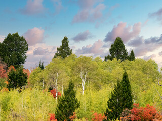 USA, Utah, Logan Canyon. Colorful aspens in autumn