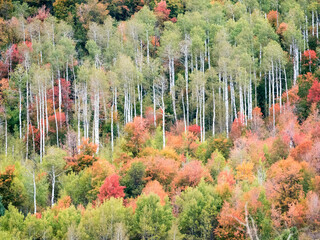 USA, Utah, Logan Canyon. Colorful aspens in autumn