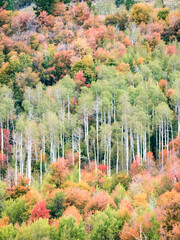 USA, Utah, Logan Canyon. Colorful aspens in autumn