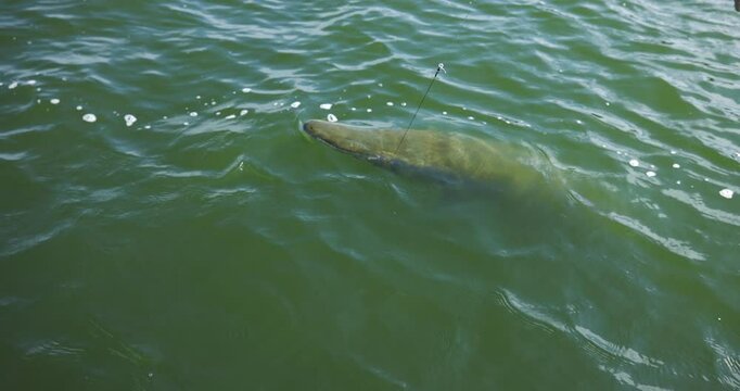 Alligator Gar Being Reeled in from the Deep While Fishing