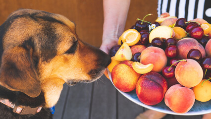 Dog sniffing a fruit platter juicy apricots cherries peaches animal dog nose curious 

