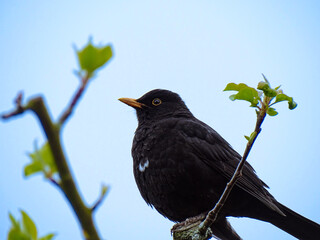 blackbird on a branch