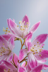 Fototapeta premium USA, Washington State, Seabeck. Close-up of deutzia blossoms.