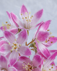 Obraz premium USA, Washington State, Seabeck. Close-up of deutzia blossoms.