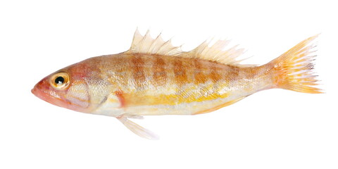 Comber fish, Serranus cabrilla, isolated on white, clipping