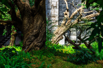 background of the garden decoration with green plants and ferns that are decorated in the coffee shop and restaurant for beauty and as a selling point of the shop.Outside there are chairs to sit on