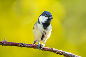 Obraz premium 枝にとまるシジュウカラ