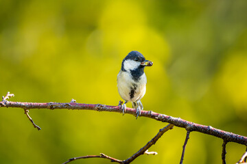 Obraz premium 枝にとまるシジュウカラ