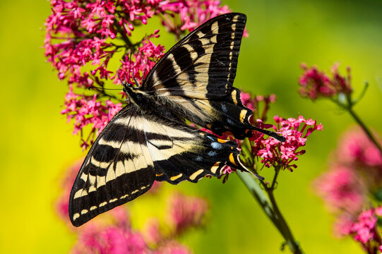 USA, Washington State, Sammamish. Western tiger swallowtail butterfly on flowers