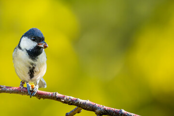 枝にとまるシジュウカラ