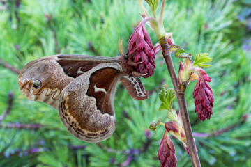USA, Washington State, Sammamish. promethea silk moth female resting on flowering wild currant